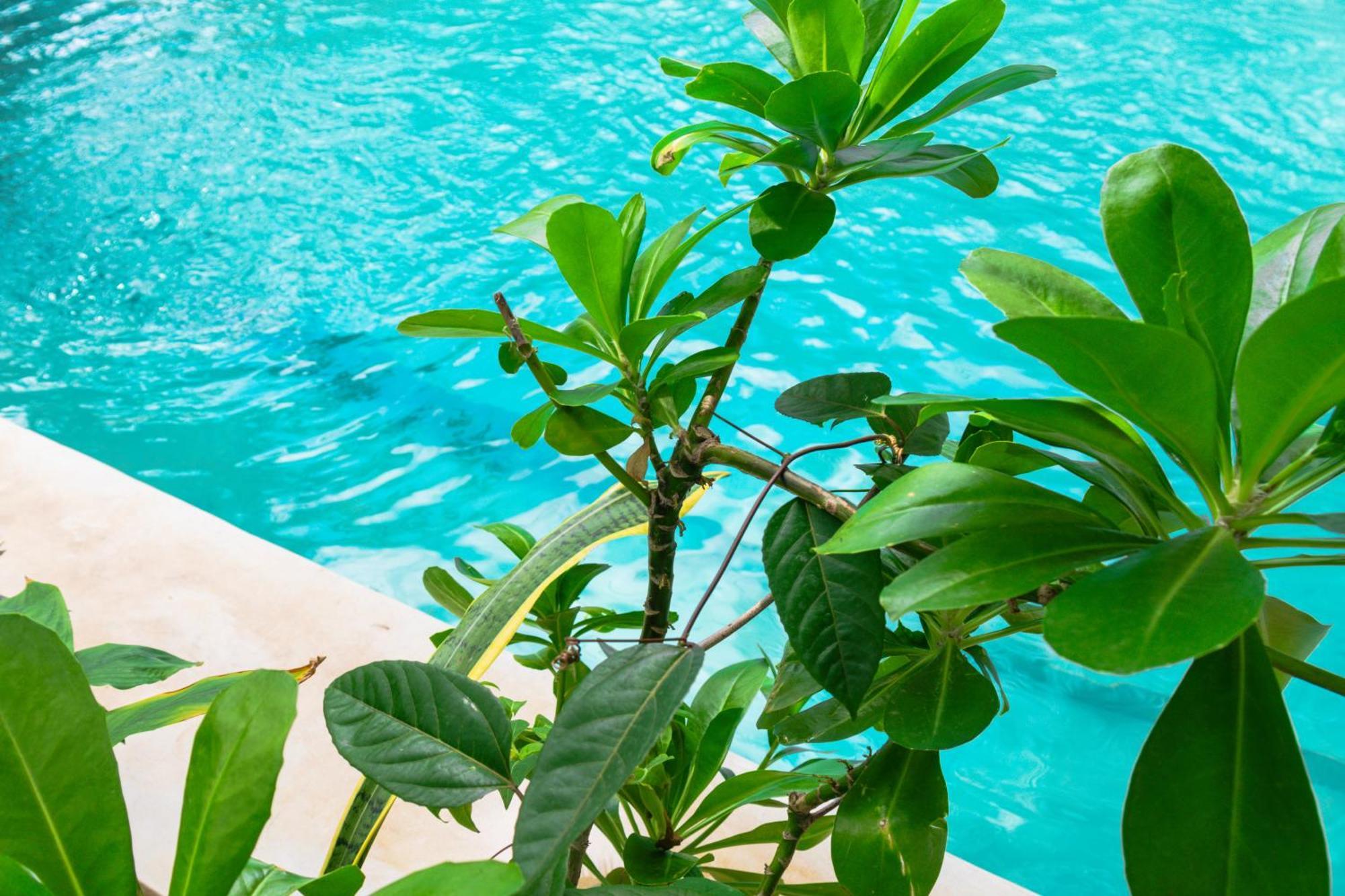 Hotel Pili Pili Palm