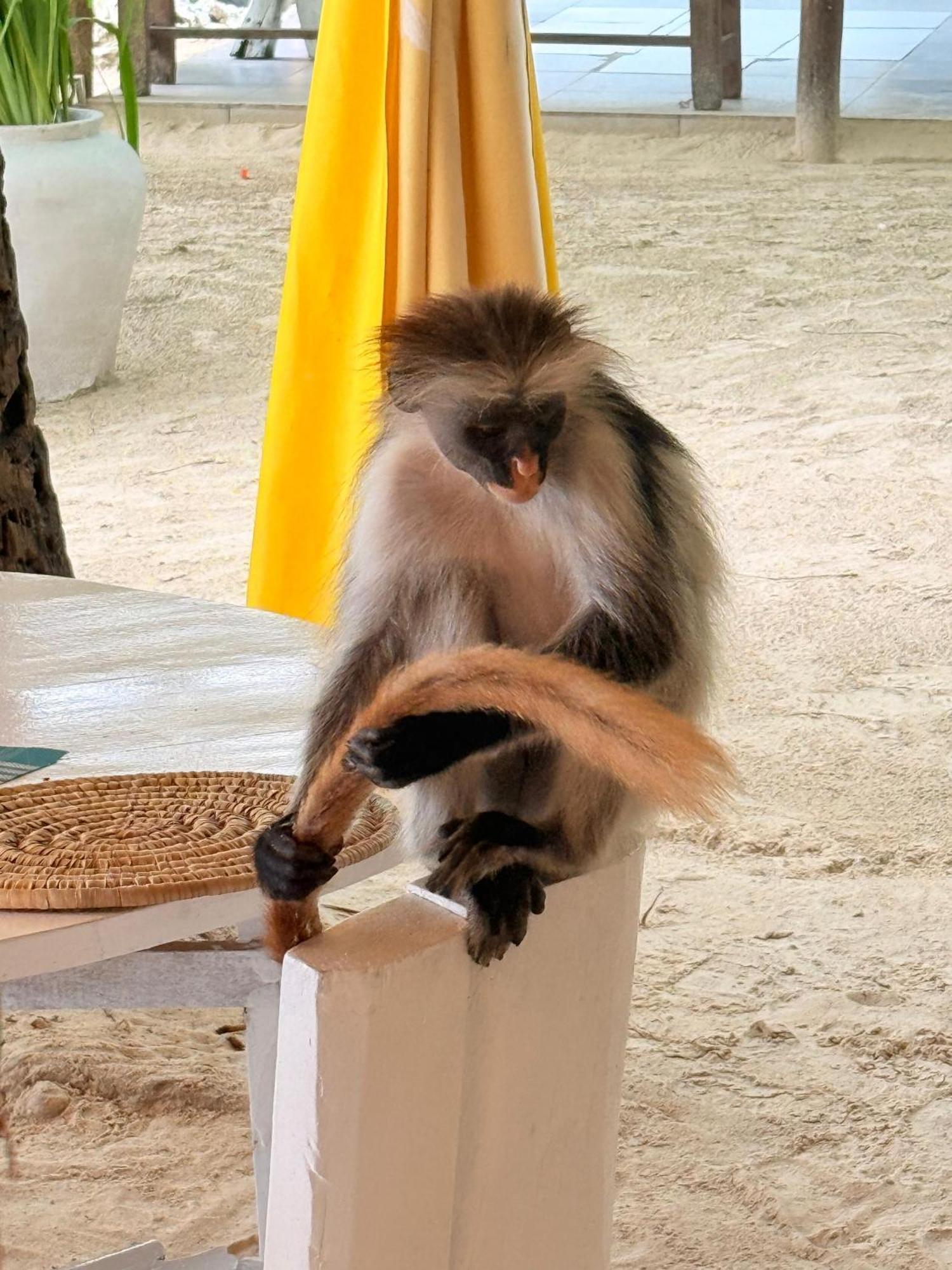 Pili Pili Palm 4* Jambiani (Zanzibar)